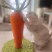 ヒメ日記 2025/06/19 10:39 投稿 ひめの 元クリ南 G-STAGE