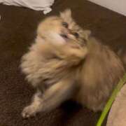 ヒメ日記 2025/12/08 19:49 投稿 ひめの 元クリ南 G-STAGE（京都グループ）