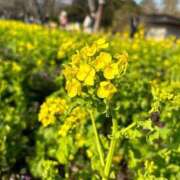 ヒメ日記 2025/04/02 17:06 投稿 ひな 元クリ南 G-STAGE