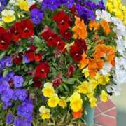 ヒメ日記 2025/04/15 18:03 投稿 ひな 元クリ南 G-STAGE