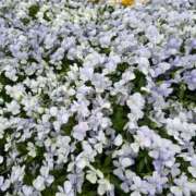 ヒメ日記 2025/04/23 22:43 投稿 ひな 元クリ南 G-STAGE