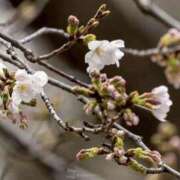 ヒメ日記 2026/03/19 15:49 投稿 ゆりこ 池袋で熟女の風俗 マダムいやーん