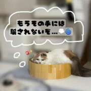 ヒメ日記 2025/11/06 18:02 投稿 凪　ましろ 響-HIBIKI-