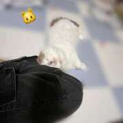 ヒメ日記 2025/11/30 23:01 投稿 凪　ましろ 響-HIBIKI-