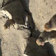 ヒメ日記 2026/04/16 21:32 投稿 めい 蜜系アロマ＆回春エステ～エナジー～Energy