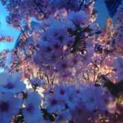 ヒメ日記 2026/04/13 23:09 投稿 冨永かがり Mrs.Dandy Kinshicho