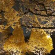 ヒメ日記 2025/12/02 01:21 投稿 冨永かがり Mrs. Dandy Haneda