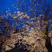 ヒメ日記 2026/04/10 23:39 投稿 冨永かがり Mrs. Dandy Haneda