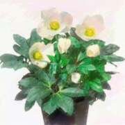 ヒメ日記 2024/12/15 06:06 投稿 叶さき セクシーキャット 神田店