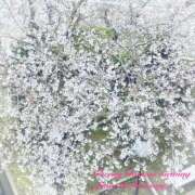 ヒメ日記 2025/03/31 16:15 投稿 叶さき セクシーキャット 神田店