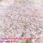 ヒメ日記 2025/04/08 13:03 投稿 叶さき セクシーキャット 神田店