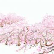 ヒメ日記 2025/04/11 06:16 投稿 叶さき セクシーキャット 神田店