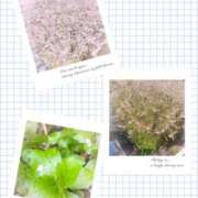 ヒメ日記 2025/04/15 12:04 投稿 叶さき セクシーキャット 神田店