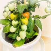 ヒメ日記 2025/04/17 15:15 投稿 叶さき セクシーキャット 神田店