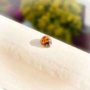 ヒメ日記 2025/06/20 16:19 投稿 叶さき セクシーキャット 神田店