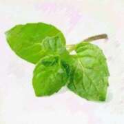 ヒメ日記 2025/06/28 06:18 投稿 叶さき セクシーキャット 神田店