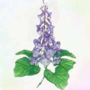 ヒメ日記 2025/07/22 11:29 投稿 叶さき セクシーキャット 神田店