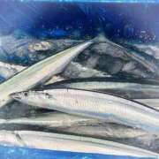 ヒメ日記 2025/09/19 18:34 投稿 叶さき セクシーキャット 神田店