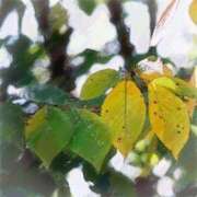 ヒメ日記 2025/09/21 06:00 投稿 叶さき セクシーキャット 神田店