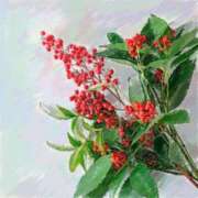 ヒメ日記 2025/12/28 06:21 投稿 叶さき セクシーキャット 神田店