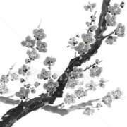 ヒメ日記 2026/01/22 06:10 投稿 叶さき セクシーキャット 神田店