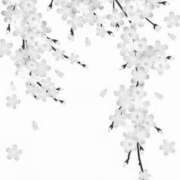 ヒメ日記 2026/03/27 06:03 投稿 叶さき セクシーキャット 神田店