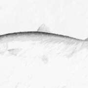 ヒメ日記 2026/04/15 06:01 投稿 叶さき セクシーキャット 神田店