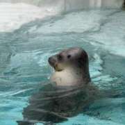 れん しょぼん アラモード