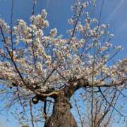 ヒメ日記 2026/03/27 16:37 投稿 くるみ 熟女家 十三店