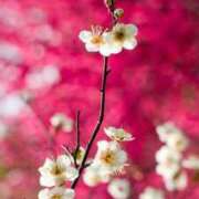 ヒメ日記 2025/01/02 21:03 投稿 七瀬　ゆかり プルプル人妻専門店