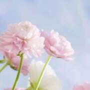 ヒメ日記 2025/01/16 08:19 投稿 七瀬　ゆかり プルプル人妻専門店