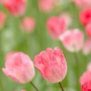 ヒメ日記 2025/01/22 23:04 投稿 七瀬　ゆかり プルプル人妻専門店