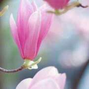 ヒメ日記 2025/03/30 21:30 投稿 七瀬　ゆかり プルプル人妻専門店