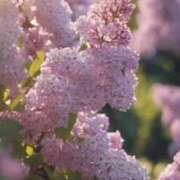 ヒメ日記 2025/04/28 21:47 投稿 七瀬　ゆかり プルプル人妻専門店