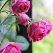 ヒメ日記 2025/05/15 22:58 投稿 七瀬　ゆかり プルプル人妻専門店