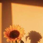 ヒメ日記 2025/05/23 12:01 投稿 七瀬　ゆかり プルプル人妻専門店