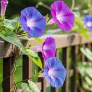 ヒメ日記 2025/08/04 08:30 投稿 七瀬　ゆかり プルプル人妻専門店