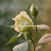 ヒメ日記 2025/09/17 08:30 投稿 七瀬　ゆかり プルプル人妻専門店