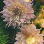 ヒメ日記 2025/11/21 22:02 投稿 七瀬　ゆかり プルプル人妻専門店