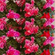 ヒメ日記 2025/11/28 08:30 投稿 七瀬　ゆかり プルプル人妻専門店