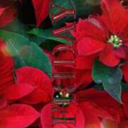 ヒメ日記 2025/12/05 08:30 投稿 七瀬　ゆかり プルプル人妻専門店