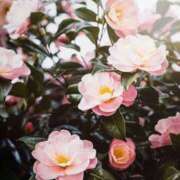 ヒメ日記 2026/01/05 22:30 投稿 七瀬　ゆかり プルプル人妻専門店