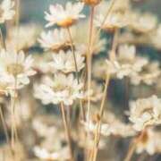 ヒメ日記 2026/02/19 08:30 投稿 七瀬　ゆかり プルプル人妻専門店