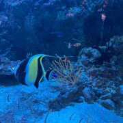 ヒメ日記 2025/04/05 19:14 投稿 りん いざ候 別館