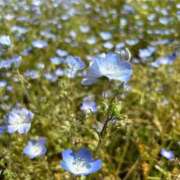 ヒメ日記 2025/06/05 10:04 投稿 りん いざ候 別館