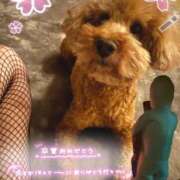 ヒメ日記 2025/12/15 09:15 投稿 りん いざ候 別館