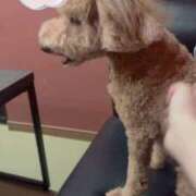 ヒメ日記 2025/12/25 15:34 投稿 りん いざ候 別館