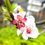 ヒメ日記 2025/04/04 10:13 投稿 もあ ハピネス東京