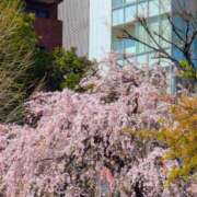 ヒメ日記 2026/03/24 11:50 投稿 松島汐音 ローテンブルク