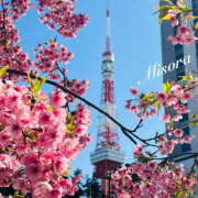 ヒメ日記 2026/02/19 12:08 投稿 みそら 奥鉄オクテツ東京店（デリヘル市場）